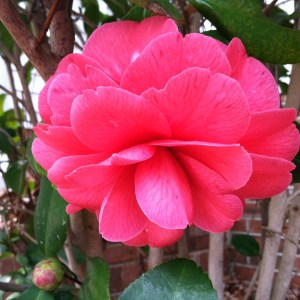 Winter Camellia