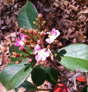 Pink Indian Hawthorne.