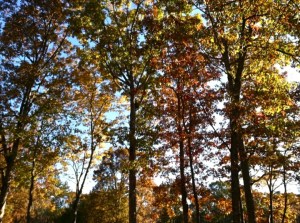 Our front yard in November.