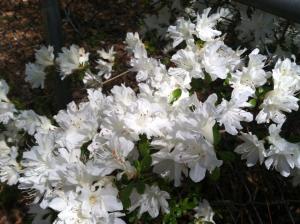 White double azaleas in April.