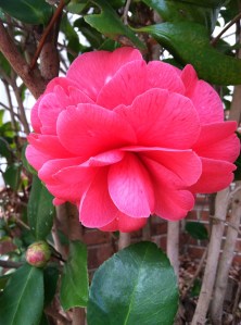 Camellias in January.