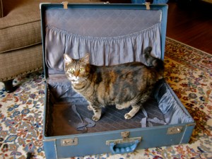 Miss Penny modeling the larger suitcase!