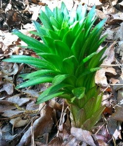 I believe they are Trumpet Lilies.