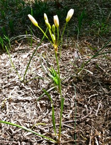 Wildflower sounds better than weed.