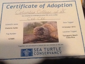 Our adopted sea turtle!